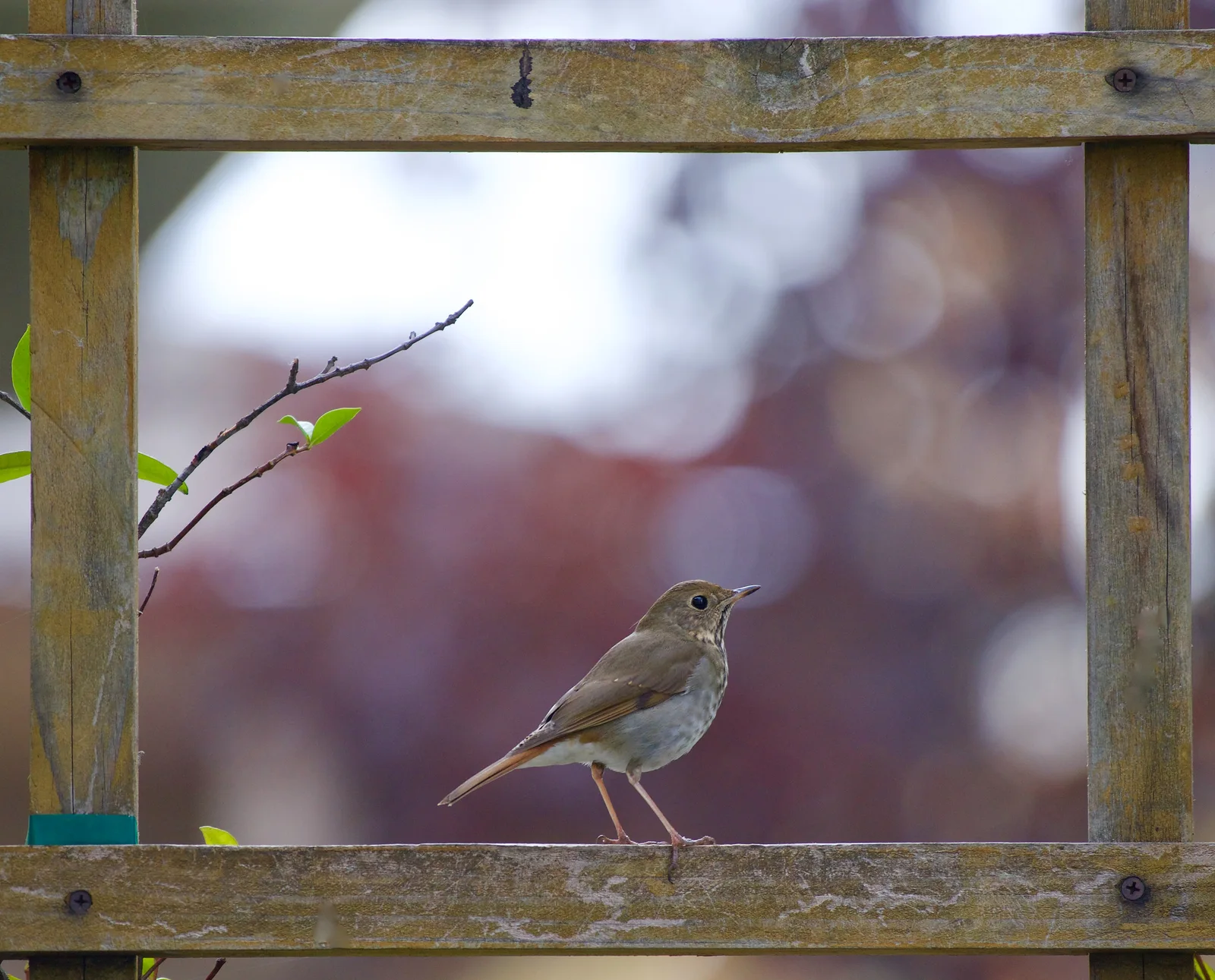 Image by Vijayalakshmi Nidugondi