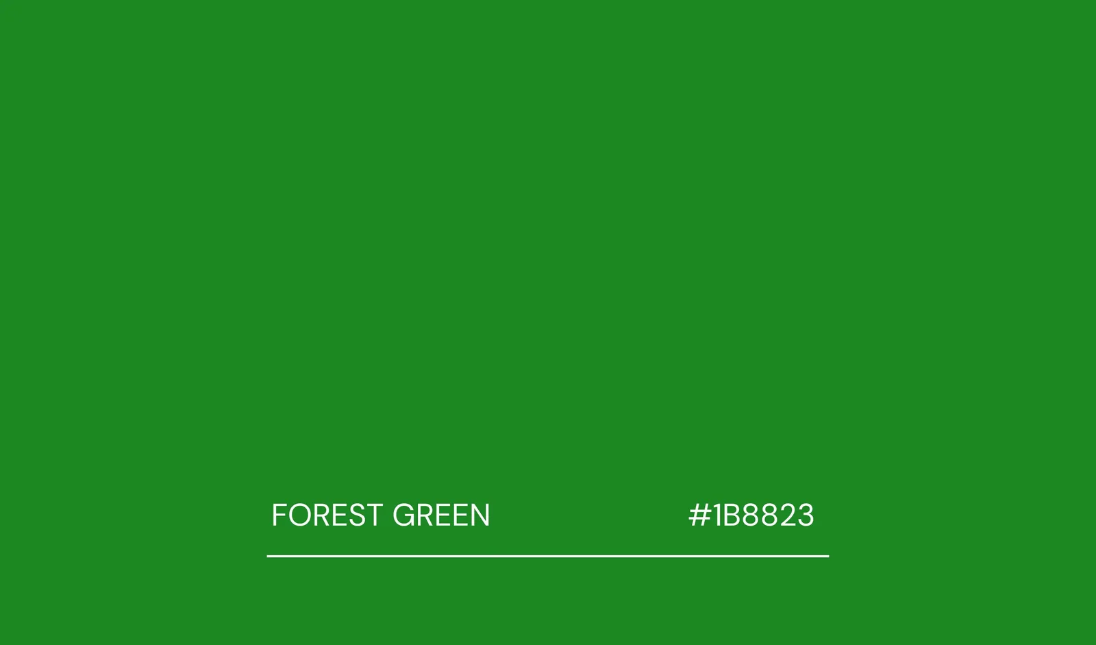 BM Forest Green.jpg